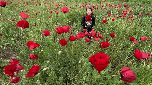 Close-up of red poppy flowers