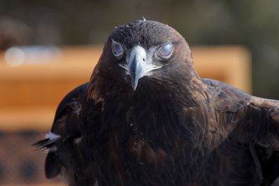 Close-up of owl