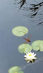 Close up of leaves in pond