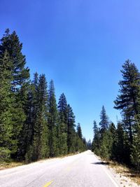 Empty road along trees