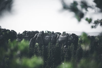 Plants growing on land against sky