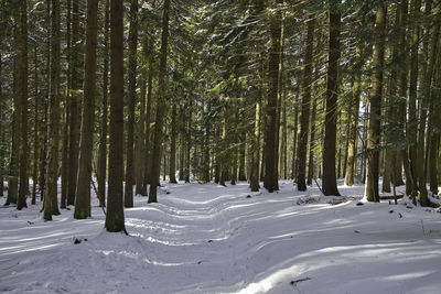 Trees in forest during winter