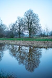 Reflection of bare trees in lake against clear sky