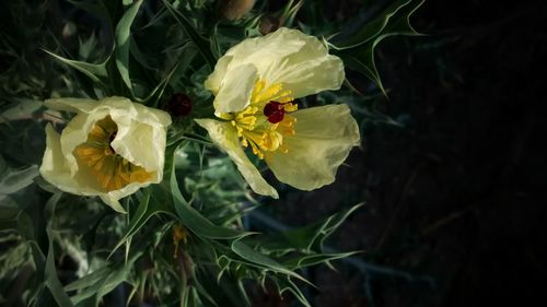 Close-up of yellow flowers blooming outdoors