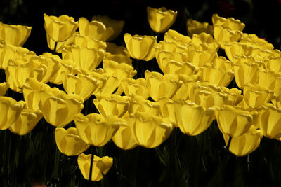 Close-up of yellow flowering plants