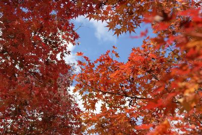 Low angle view of maple tree against sky