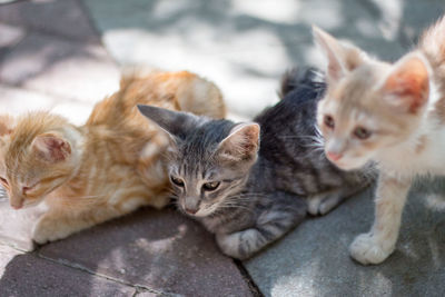 Close-up portrait of kitten sitting