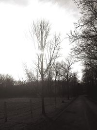 Bare trees on field