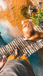 High angle view of cat relaxing by water