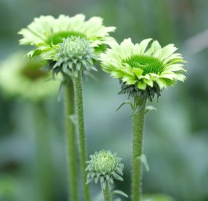 Close-up of flowering plant