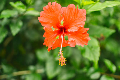 Close-up of hibiscus blooming outdoors