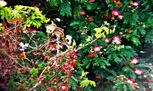 Close-up of plants