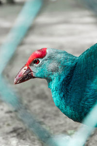 Close-up of bird perching outdoors