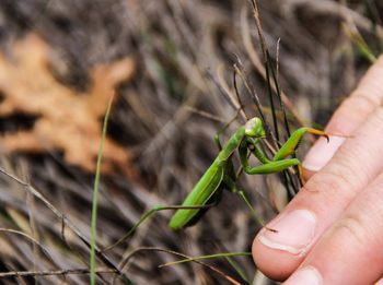 Close-up of insect on hand