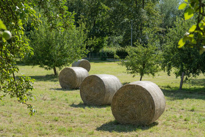 Hay bales on field with apple trees.