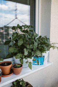 Potted plants on window sill
