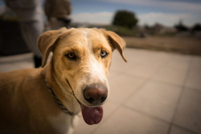 Close-up portrait of dog