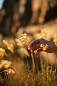 Close-up of wheat growing on field