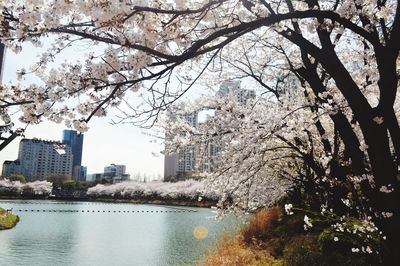 Trees and cityscape against sky