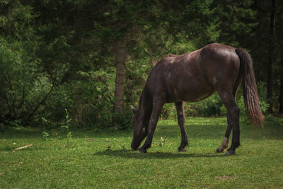 Horse grazing in a field