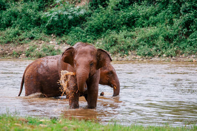 Elephant in a river