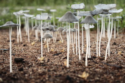 Mushrooms in a field