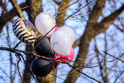 Balloons with happy birthday printed on has stucked on the tree.