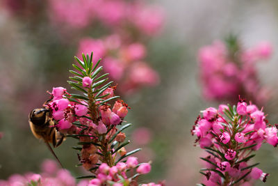 Close-up of insect on pink flowering plant