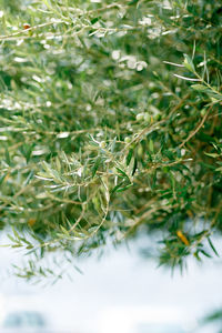 Close-up of pine tree