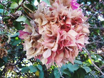 Close-up of pink flowering plant