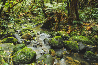 Scenic view of stream in forest