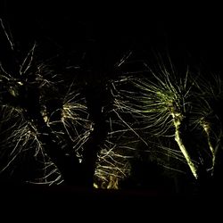 Low angle view of illuminated fireworks against sky at night