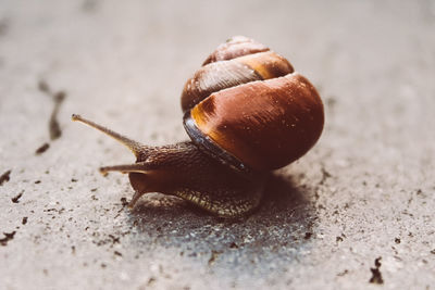 Close-up of snail