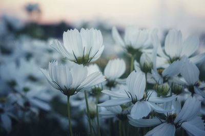 Close-up of white flowering plants