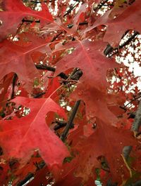 Full frame shot of autumn leaves