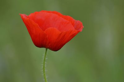 Close-up of red flower blooming outdoors