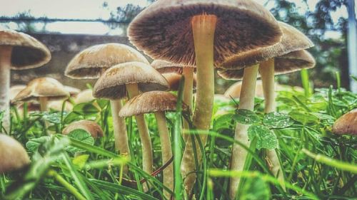 Close-up of mushroom on field