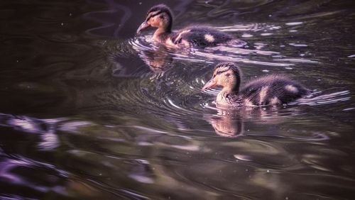 High angle view of duck swimming in lake