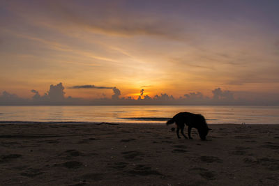 Dog on beach against sky during sunset