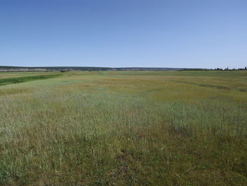 Scenic view of field against clear sky