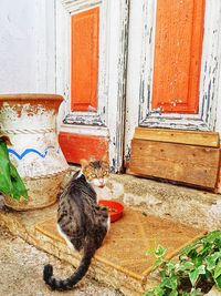 Cat sitting on wall of building