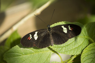 Close-up of butterfly on leaf