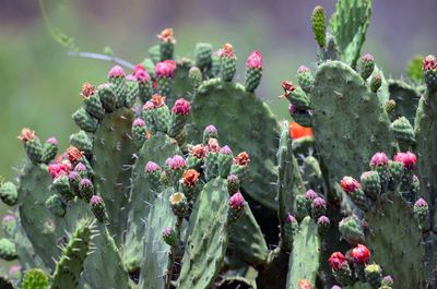 Close-up of red flowering plants