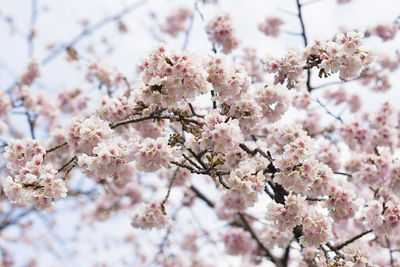 Sakura flower or cherry blossoms in tokyo, japan