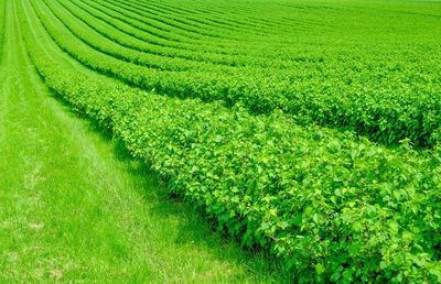 Scenic view of corn field