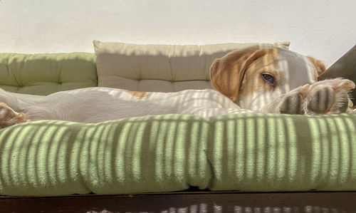 Dog resting on sofa at home