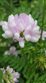 Close-up of pink flower