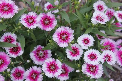 Close-up of pink flowers