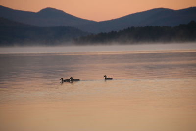 View of ducks swimming in lake during sunset