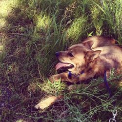 Close-up of dog lying on grass